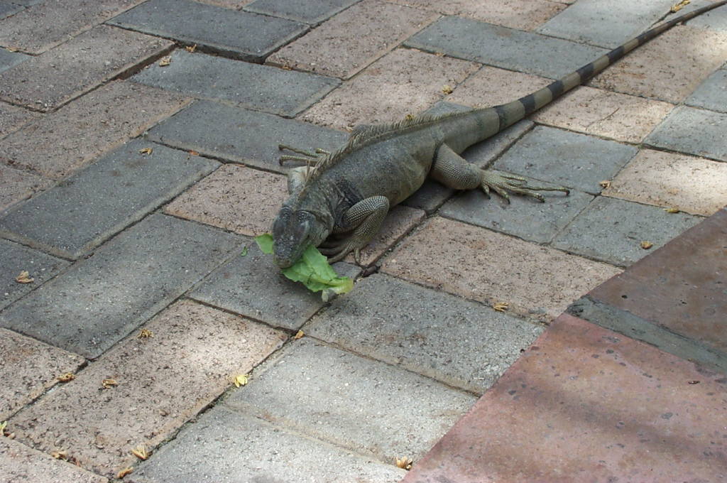 2003 Aruba